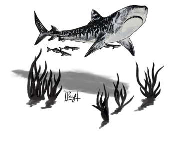 Tiger Shark Giclee Art on Canvas-Signed by Rachel Bowman